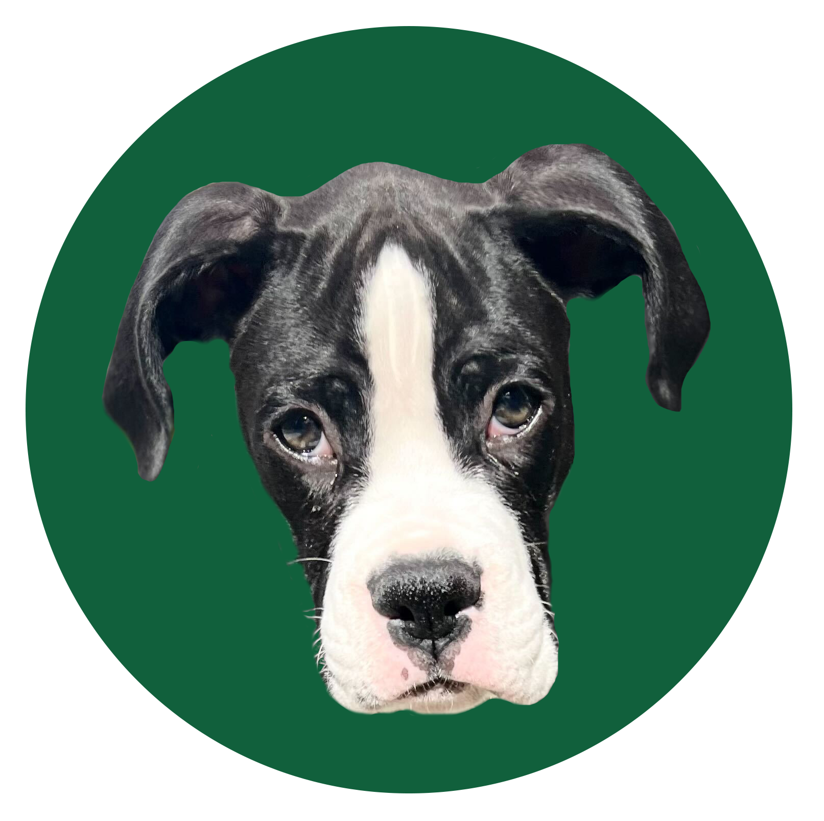 Dog Head